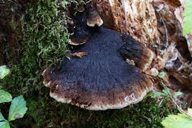 Attēlu rezultāti vaicājumam “Ischnoderma benzoinum”