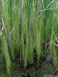Attēlu rezultāti vaicājumam “Hippuris vulgaris”