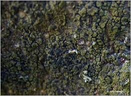 Attēlu rezultāti vaicājumam “Scoliciosporum chlorococcum”