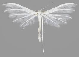 Attēlu rezultāti vaicājumam “Pterophorus pentadactyla”