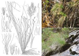 Attēlu rezultāti vaicājumam “Trichia scabra sessile”