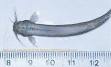 Candiru - Wikipedia, the free encyclopedia