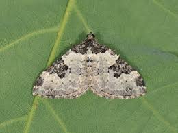 Attēlu rezultāti vaicājumam “Xanthorhoe fluctuata”