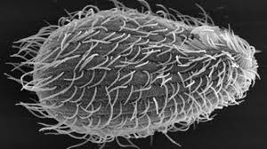 Attēlu rezultāti vaicājumam “Bilimbia tetramera”