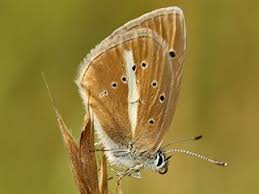 Attēlu rezultāti vaicājumam “Agrodiaetus damon”