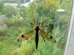 Attēlu rezultāti vaicājumam “Dictenidia bimaculata”