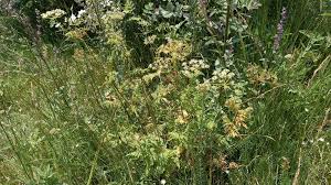 Image result for Chaerophyllum aureum