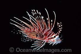 Image result for Pterois radiata