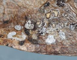 Attēlu rezultāti vaicājumam “Didymium serpula spores”