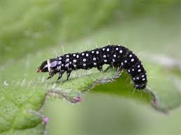 Attēlu rezultāti vaicājumam “Aphelia paleana larva”