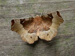 Attēlu rezultāti vaicājumam “Selenia tetralunaria”