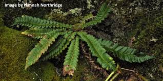 Attēlu rezultāti vaicājumam “Polystichum lonchitis”