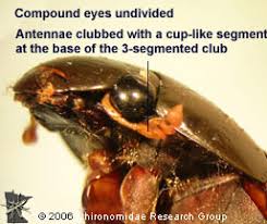 Attēlu rezultāti vaicājumam “Hydrophilidae”
