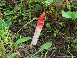 Attēlu rezultāti vaicājumam “Mutinus ravenelii”