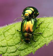 Attēlu rezultāti vaicājumam “Chrysolina fastuosa”