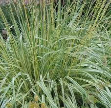 Attēlu rezultāti vaicājumam “Molinia caerulea fruit”