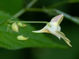 Attēlu rezultāti vaicājumam “Impatiens parviflora leaf”