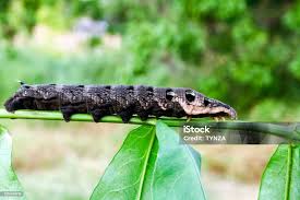 Attēlu rezultāti vaicājumam “Deilephila elpenor larva”