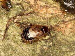 Attēlu rezultāti vaicājumam “Ectobius sylvestris female”
