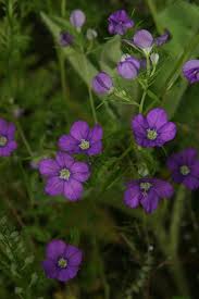 Image result for Legousia speculum-veneris