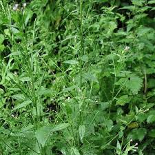 Attēlu rezultāti vaicājumam “Epilobium roseum”