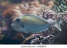 Image result for Naso unicornis