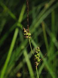 Attēlu rezultāti vaicājumam “Carex globularis”