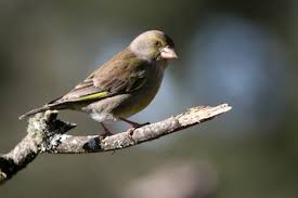 Attēlu rezultāti vaicājumam “Chloris chloris female”