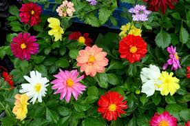 Image result for life flower
