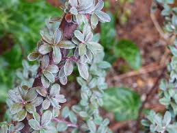 Attēlu rezultāti vaicājumam “Cotoneaster multiflorus leaf”