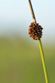 Attēlu rezultāti vaicājumam “Juncus conglomeratus fruit”