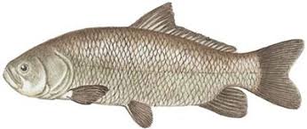 Image result for Ictiobus cyprinellus