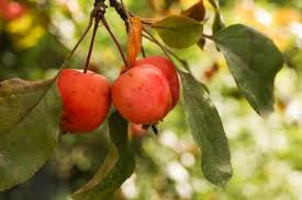 Attēlu rezultāti vaicājumam “Malus prunifolia fruit”