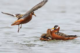 Attēlu rezultāti vaicājumam “Phalaropus fulicarius”