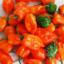 Afbeeldingsresultaat voor orange habanero hot pepper