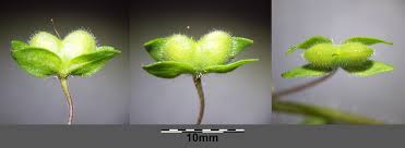 Attēlu rezultāti vaicājumam “Veronica persica fruit”