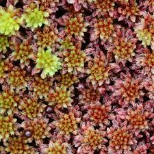 Attēlu rezultāti vaicājumam “Sphagnum tenellum”