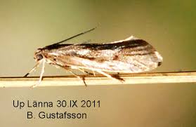 Attēlu rezultāti vaicājumam “Chimabachidae”