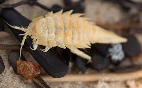 Attēlu rezultāti vaicājumam “Saduria entomon”