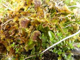 Attēlu rezultāti vaicājumam “Peltigera leucophlebia”