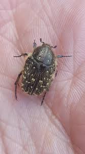 Attēlu rezultāti vaicājumam “Oxythyrea funesta imago”