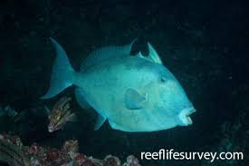 Image result for Balistes vetula