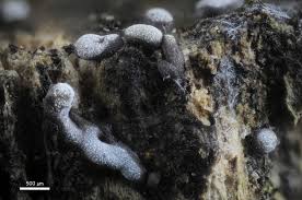 Attēlu rezultāti vaicājumam “Badhamia affinis spores”