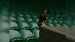 Image result for Wimbledon Hawks