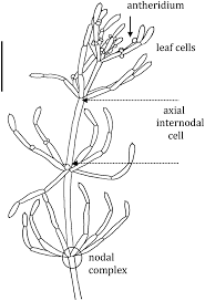 Attēlu rezultāti vaicājumam “Chara intermedia male”