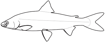 Image result for Coregonus huntsmani