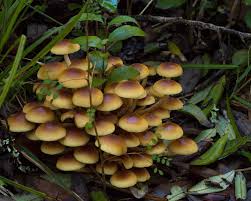 Attēlu rezultāti vaicājumam “Hypholoma sp.”