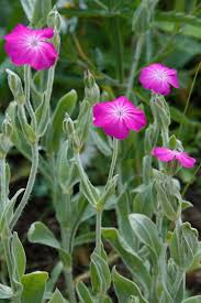 Image result for Lychnis coronaria