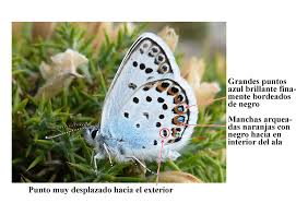 Attēlu rezultāti vaicājumam “Plebejus argus”