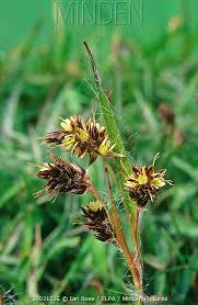 Attēlu rezultāti vaicājumam “Luzula campestris”